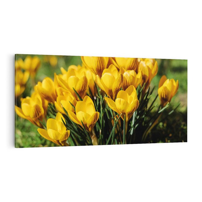 Obraz na płótnie 100x50 - Kwiatowe uniesienia natury - kwiat, kwiaty