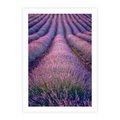 Plakat bez ramy 40x50 - Pole Lawendy w Pełnej Krasie - pole lawendy, kompozycja
