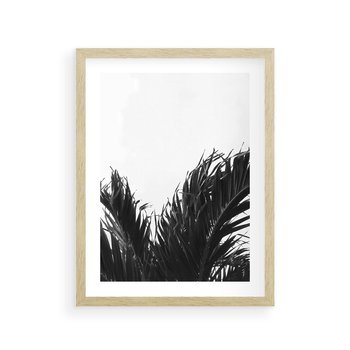Plakat w ramie 50x70 - Tropikalna Uroda w Czerni i Bieli - fotografia czarno biała, liście palmy - rama drewno