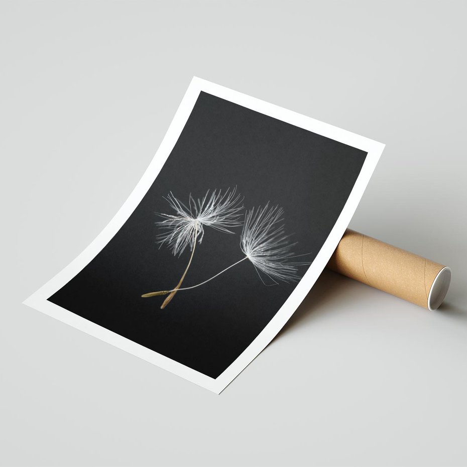 Plakat bez ramy 50x70 - Delikatność Wiatru - dmuchawce, makro