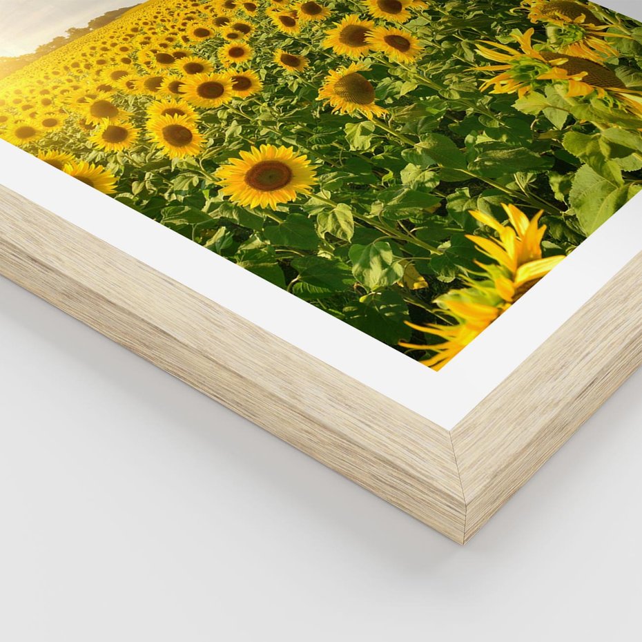 Plakat w ramie 30x40 - Idylla na łące słoneczników - łąka, słoneczniki - rama drewno