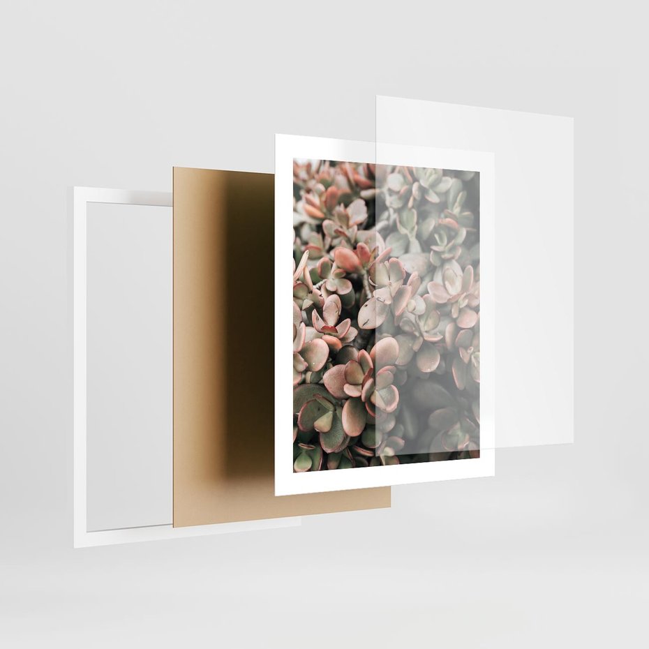 Plakat w ramie 40x50 - Sukulentowa Prostota - sukulenty, zielone liście - rama biała