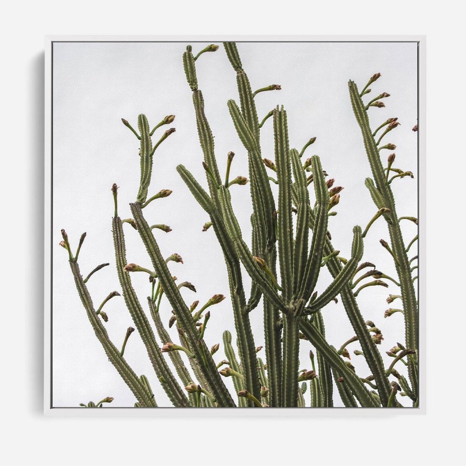 Obraz w ramie 80x80 - Ekskluzywna Roślinność - kaktusy, liście - rama biała