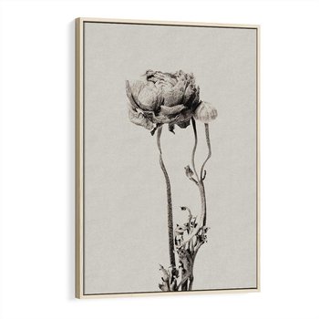 Obraz w ramie 70x100 - Cień Kwiatowej Delikatności - kwiat, cień - rama drewno