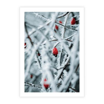 Plakat bez ramy 30x40 - Zima na Gałęziach - zima, oszronione gałęzie