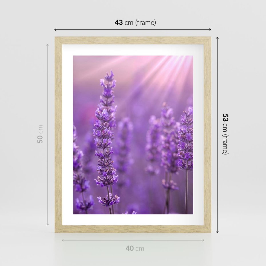 Plakat w ramie 40x50 - Fioletowa harmonia lawendy - lawenda, fiolet - rama drewno