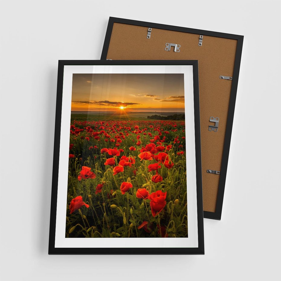 Plakat w ramie 50x70 - Maki przy zachodzie słońca - maki, zachód - rama czarna