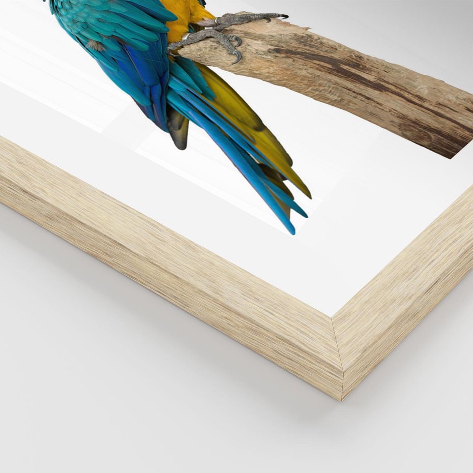 Plakat w ramie 30x40 - Kolorowa papuga w locie - papuga, ptak - rama drewno