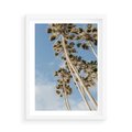Plakat w ramie 50x70 - Pod Niebem Palmy - palmy na niebieskim niebie - rama biała