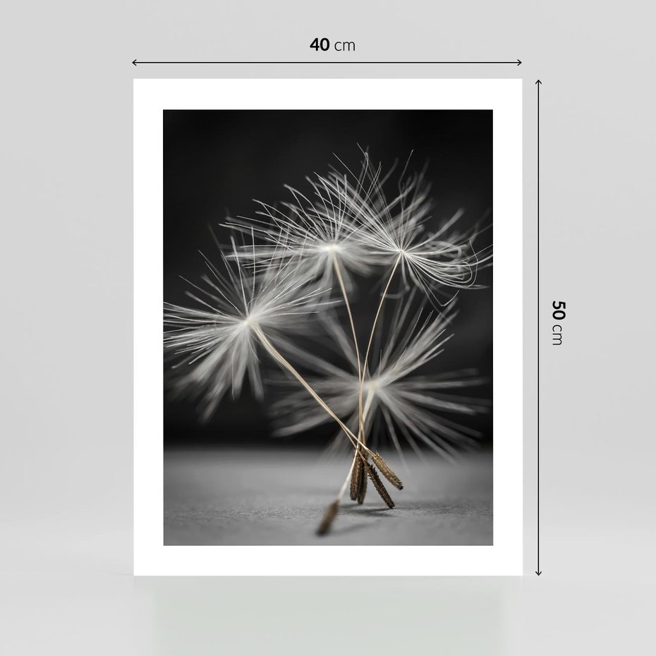 Plakat bez ramy 40x50 - Delikatność dmuchawców zbliżenie - dmuchawce, zbliżenie