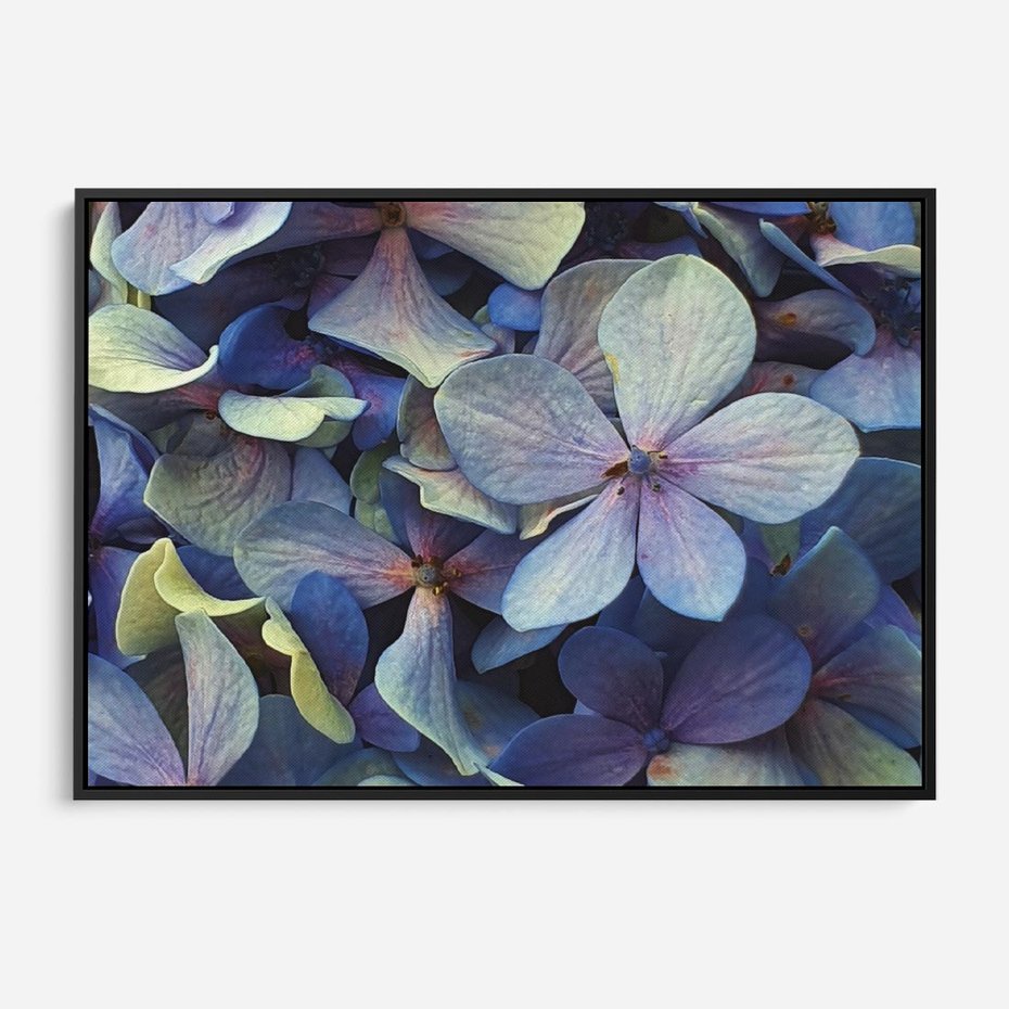 Obraz w ramie 100x70 - Hortensja - delikatność kwiatów - hortensja, kwiaty - rama czarna