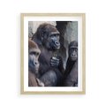 Plakat w ramie 40x50 - Małpy w ich naturalnym środowisku - małpy, szympansy - rama drewno