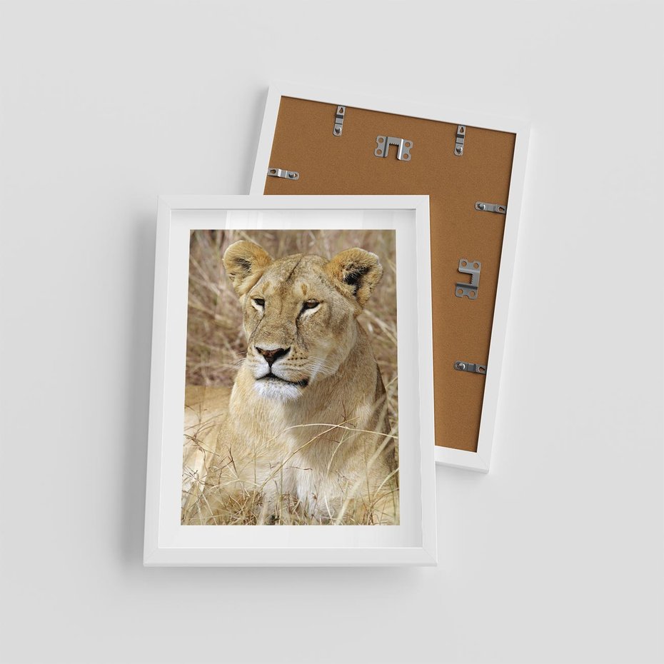 Plakat w ramie 30x40 - Potęga lwów w Afryce - lew, lwica - rama biała