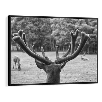 Obraz w ramie 70x50 - Przygubione motyle marzeń - fotografia czarno biała, młody jeleń w zagrodzie - rama czarna