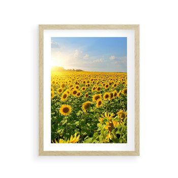 Plakat w ramie 30x40 - Idylla na łące słoneczników - łąka, słoneczniki - rama drewno