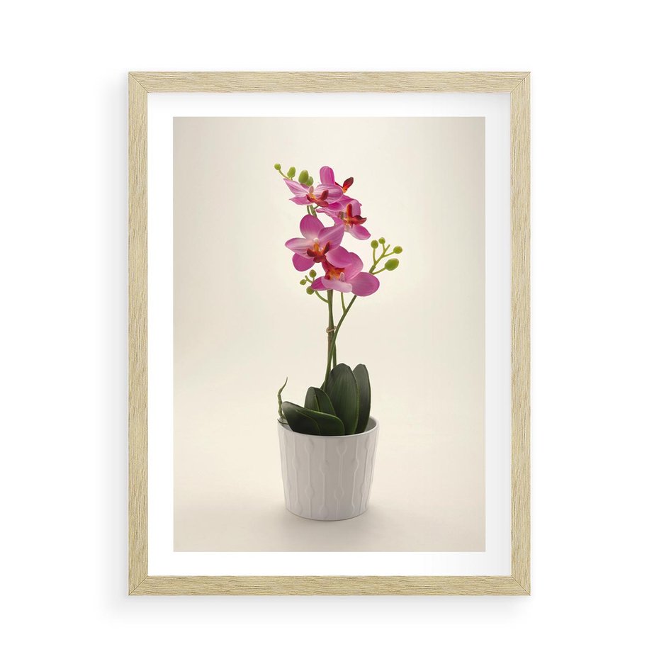 Plakat w ramie 50x70 - Delikatność storczyka orchidei - storczyk, orchidea - rama drewno