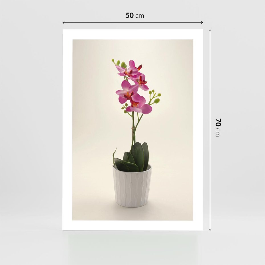 Plakat bez ramy 50x70 - Delikatność storczyka orchidei - storczyk, orchidea