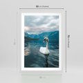 Plakat w ramie 50x70 - Łabędzi Śpiew - fotografia, plakat - rama biała