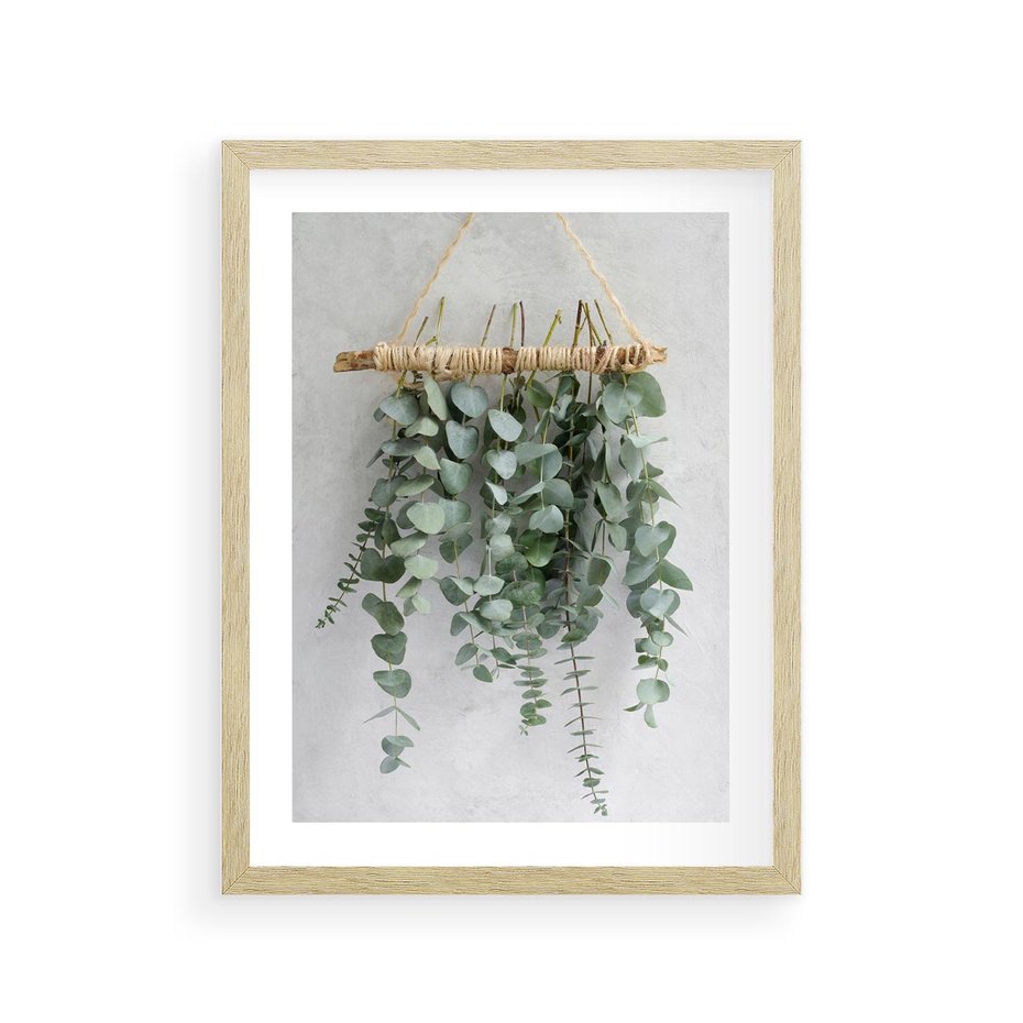 Plakat w ramie 30x40 - Uwodzicielska zieleń eukaliptusa - eukaliptus, zielone - rama drewno