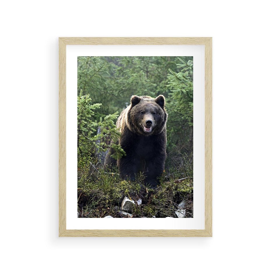 Plakat w ramie 30x40 - Spotkanie z Niedźwiedziem w Lesie - niedźwiedź, las - rama drewno