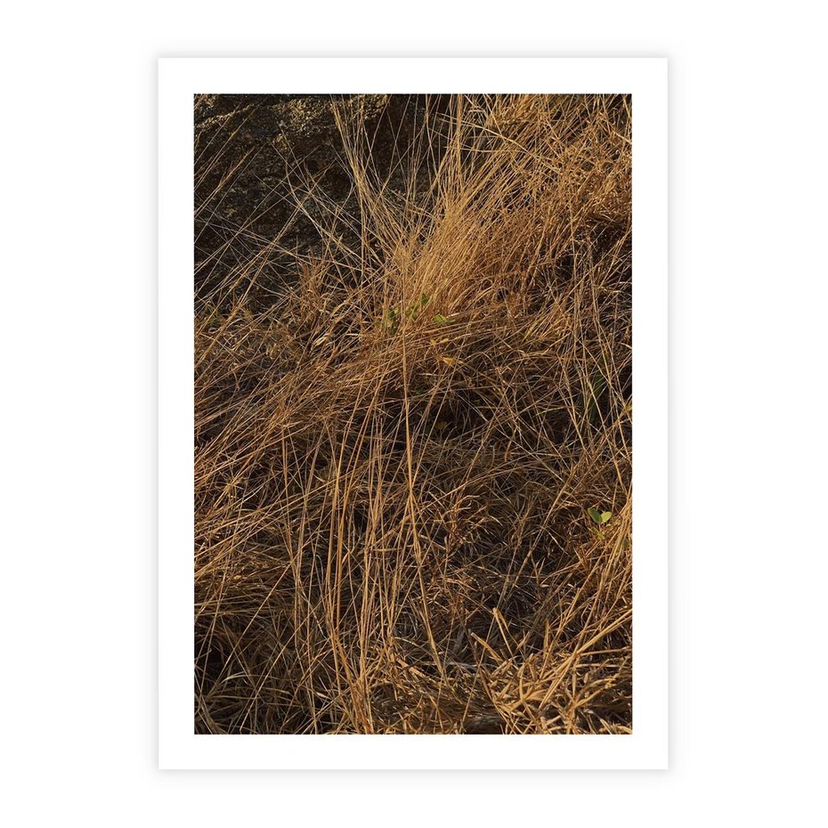 Plakat bez ramy 30x40 - Szlachetna Suchość Traw - trawy, suche trawy