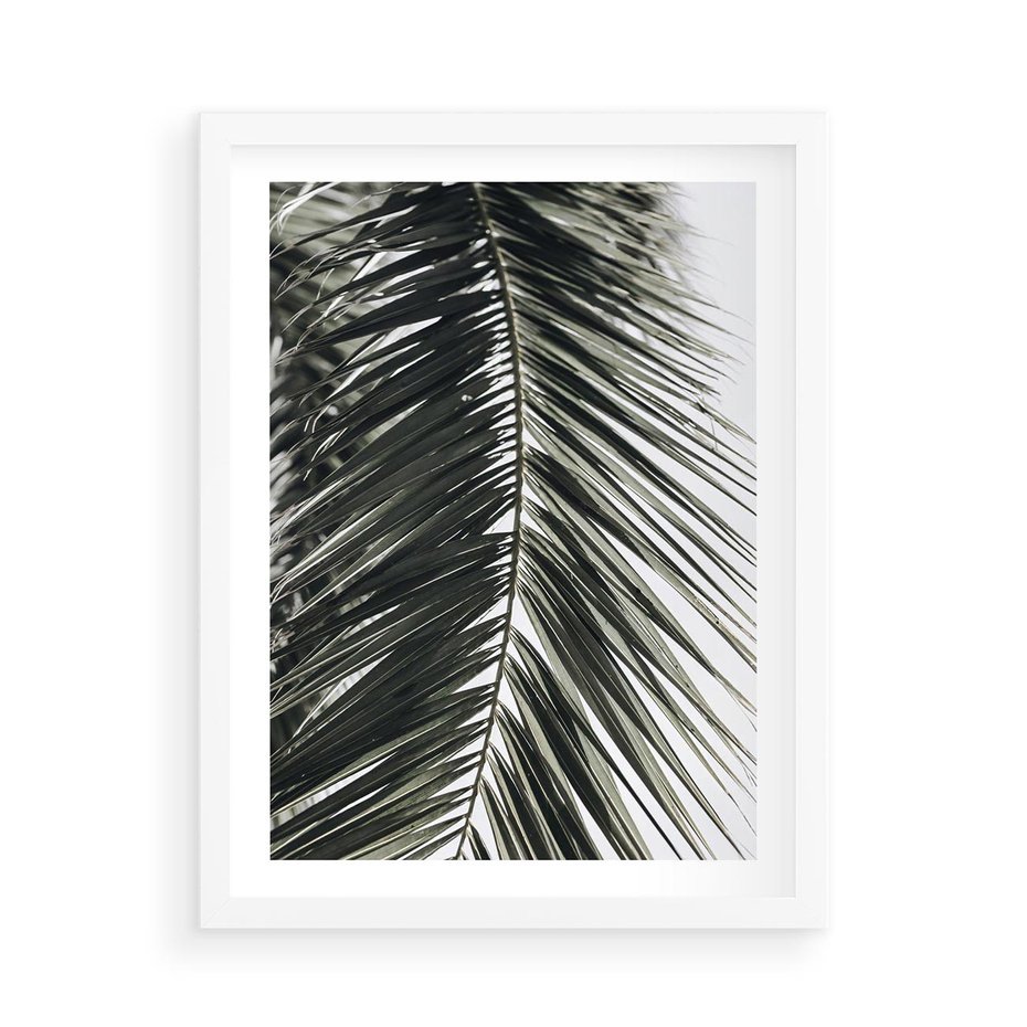 Plakat w ramie 50x70 - Liść Palmy: Egzotyczny Detal Natury - palma, liść palmy - rama biała