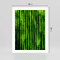Plakat bez ramy 40x50 - Bambusowy urok zielonej harmonii - bambus, zieleń