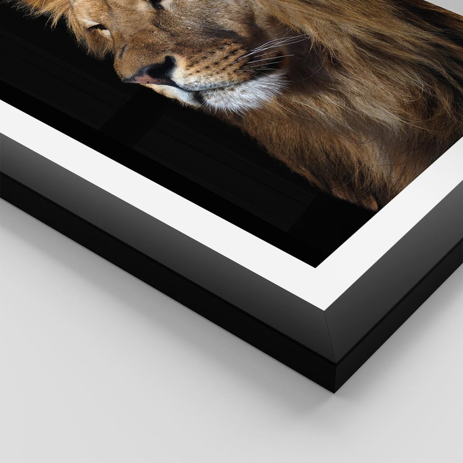 Plakat w ramie 50x70 - Władca Dzikiej Przyrody - lew, król - rama czarna