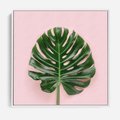 Obraz w ramie 80x80 - Egzotyczna Roślinność - liście, monstera - rama biała