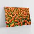 Obraz na płótnie 70x50 - Urok tulipanów piękno kwiatów - tulipany, kwiaty