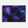 Obraz w ramie 70x50 - Mroczna Magia Dżungli - mroczna grafika, fioletowe liście monstery na czarnym tle - rama drewno
