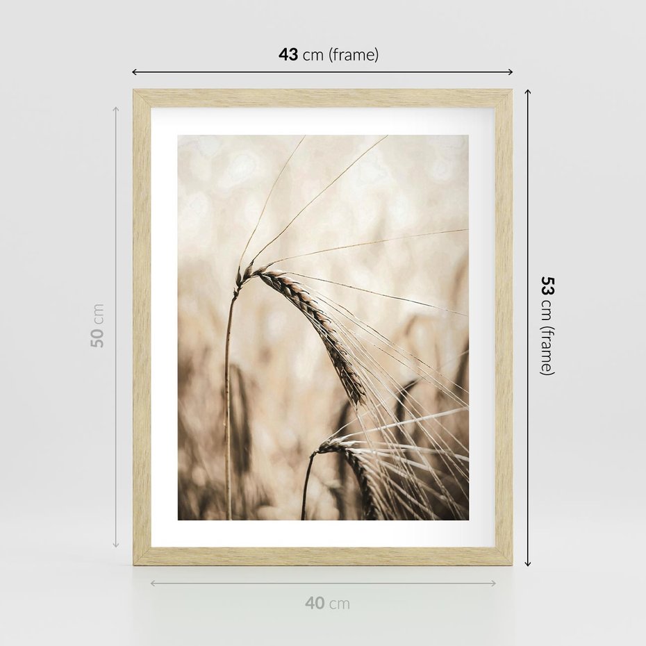 Plakat w ramie 40x50 - Źdźbło Pszenicy: Blisko Natury - źdźbło pszenicy, pszenica - rama drewno