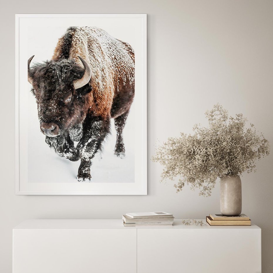 Plakat w ramie 40x50 - Zimowy Władca Puszczy - żubr, bizon - rama biała