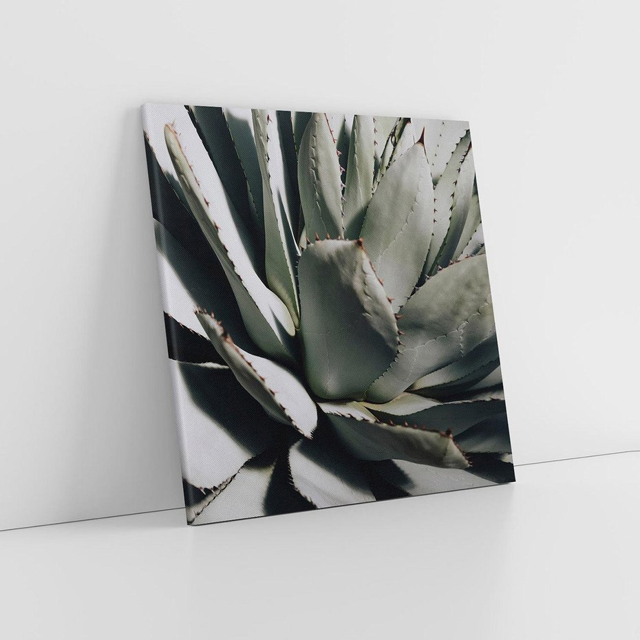 Obraz na płótnie 70x70 - Sukulenty wśród kaktusów - sukulenty, kaktusy