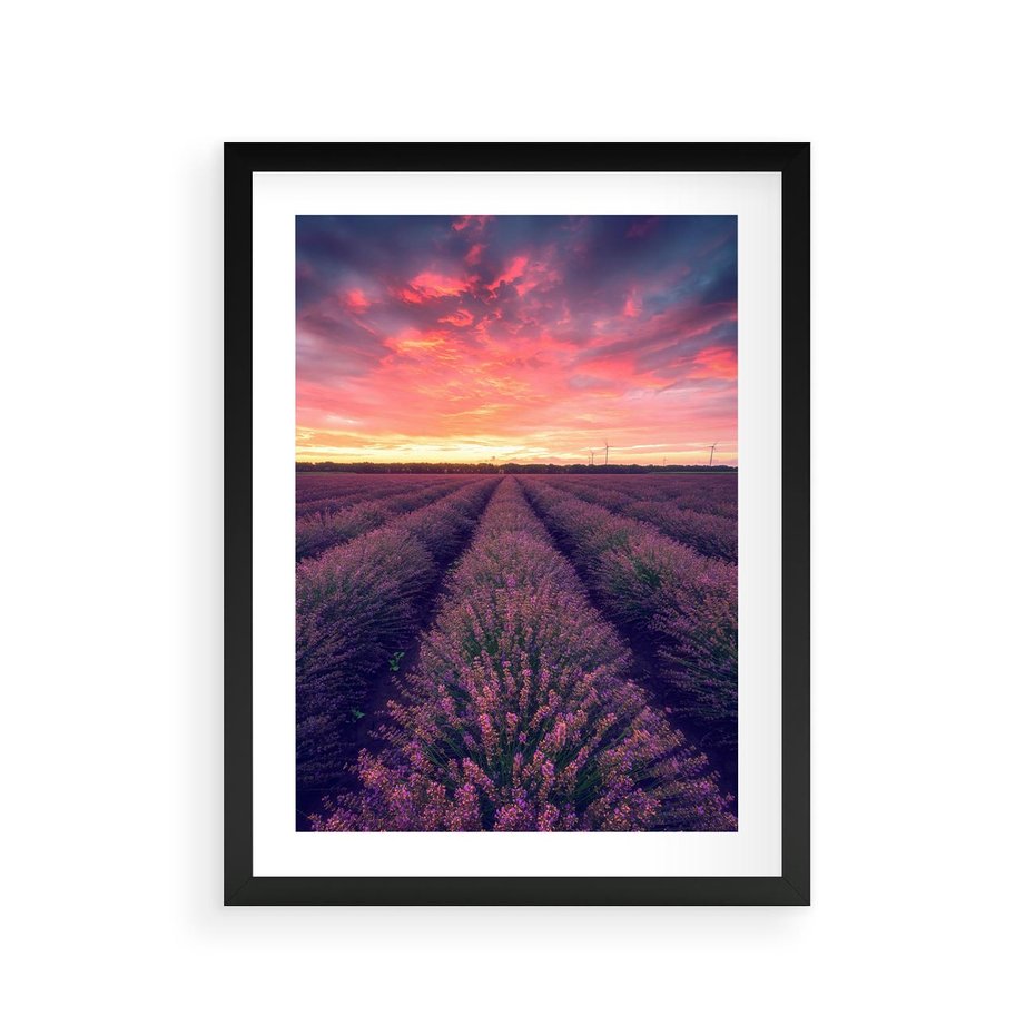 Plakat w ramie 30x40 - Różowe Niebo nad Polami - pola lawendy, zachód słońca - rama czarna