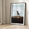 Plakat bez ramy 21x30 - Portret Ptaka Morskiego - maskonur, ptak