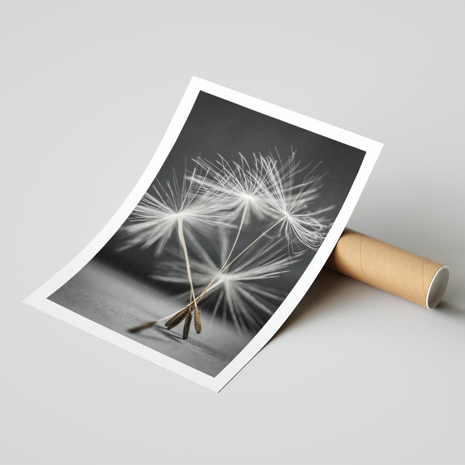 Plakat bez ramy 50x70 - Delikatność dmuchawców zbliżenie - dmuchawce, zbliżenie