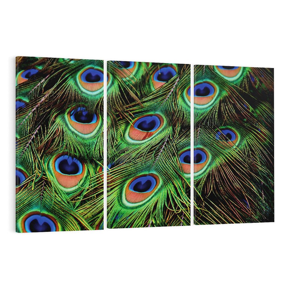 Obraz na płótnie 120x80 - Pawi Ogon - Piękno i Wspaniałość - paw, pióra