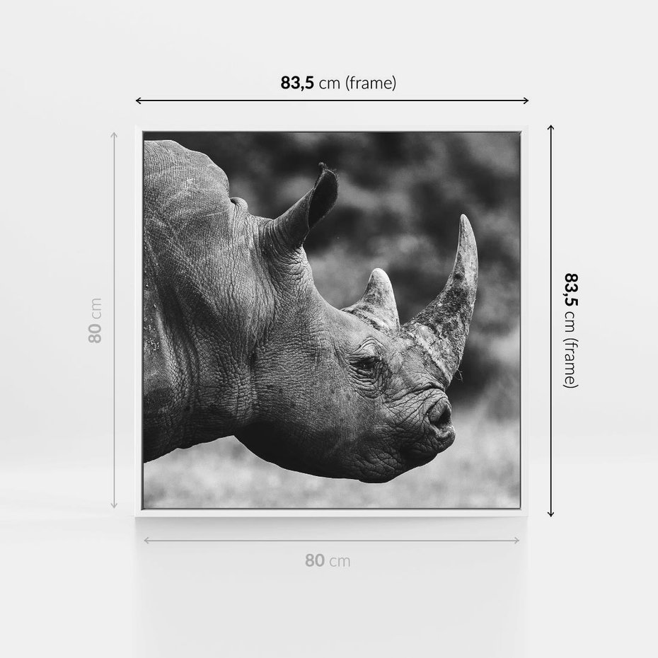 Obraz w ramie 80x80 - Potęga Afryki - czarno biała fotografia, zbliżenie na postać nosorożca - rama biała