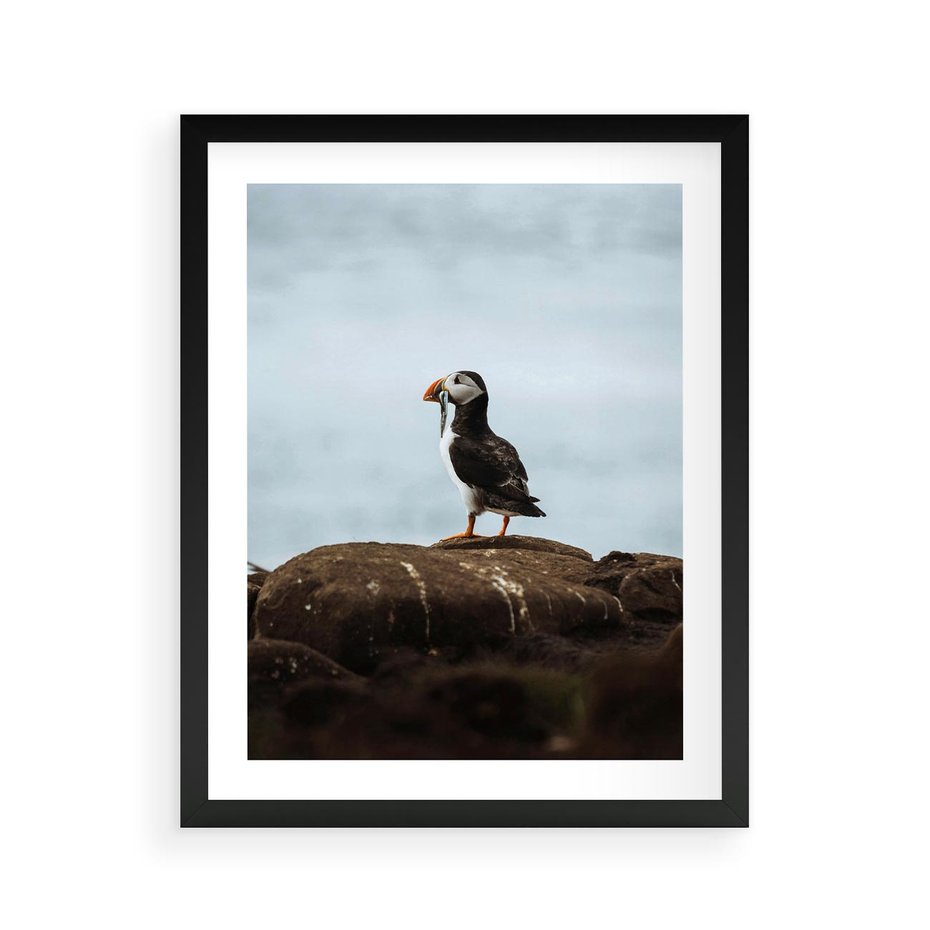 Plakat w ramie 40x50 - Portret Ptaka Morskiego - maskonur, ptak - rama czarna