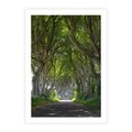 Plakat bez ramy 30x40 - Magiczny Las - drzewa, las