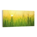 Obraz na płótnie 100x50 - Zboże w kłosach: Oda do plonów natury - zboże, kłos