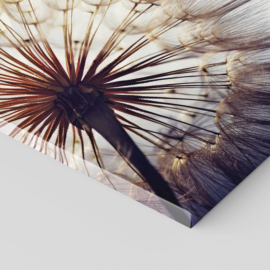 Obraz na płótnie 80x80 - Makro piękno dmuchawca - makro, dmuchawiec