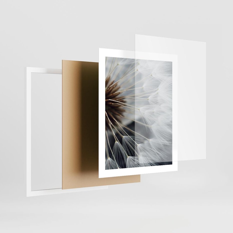 Plakat w ramie 40x50 - Dmuchawce w Naturze - dmuchawiec, zbliżenie - rama biała