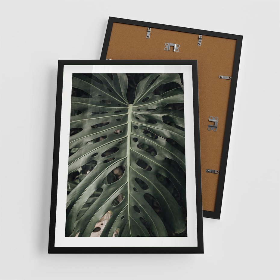 Plakat w ramie 50x70 - Majestatyczny Liść Monstery - liść monstery, majestatyczny liść - rama czarna