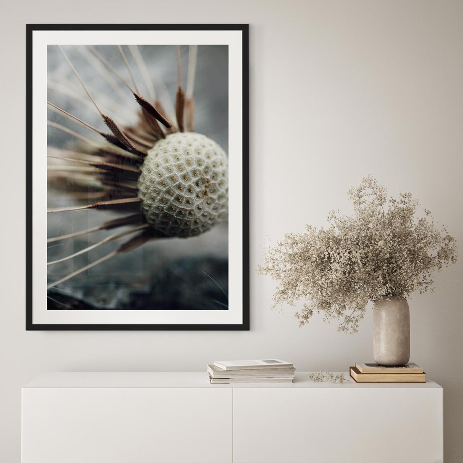 Plakat bez ramy 40x50 - Makro Dmuchawiec - dmuchawiec, zbliżenie