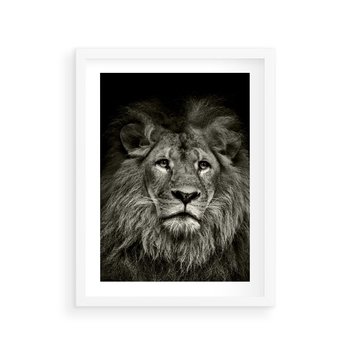 Plakat w ramie 30x40 - Moc lewego spojrzenia - lew, czarno - rama biała