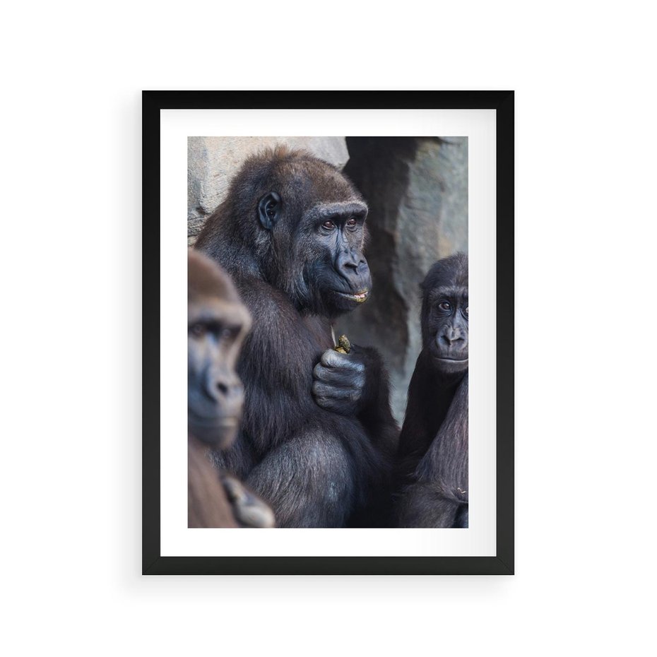 Plakat w ramie 30x40 - Małpy w ich naturalnym środowisku - małpy, szympansy - rama czarna