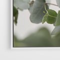 Obraz w ramie 120x80 - Liście eukaliptusa w naturze - eukaliptus, liście - rama biała