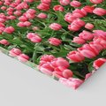 Obraz na płótnie 70x50 - Tulipanowe Elegancja - tulipany, kwiat